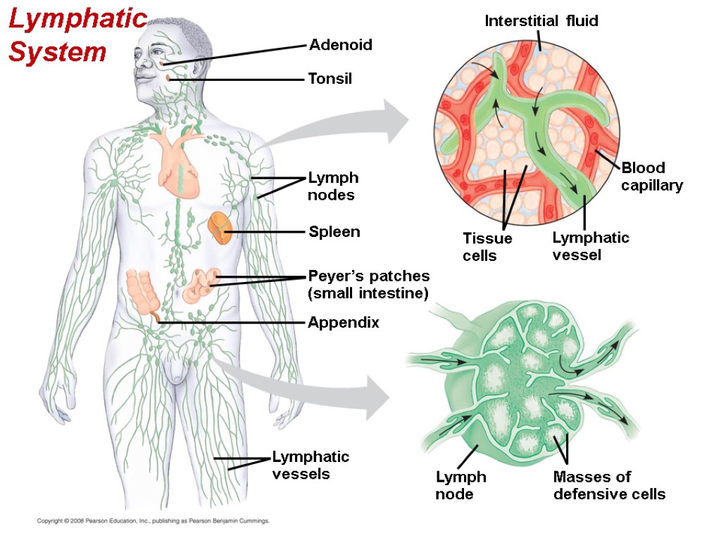 Lymphatic System Adenoid Tonsil Lymph nodes Spleen Peyer’s patches (small intestine) Appendix Lymphatic vessels